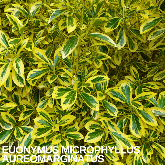 Euonymus 'Microphyllus Aureomarginatus' shrub with small evergreen leaves edged bright golden yellow