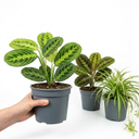 3 Pet Friendly Indoor Plant Collection Plant (1L Pot)