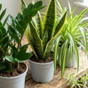 ZZ Plants