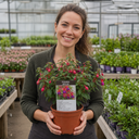 Fuchsia Beacon Plants