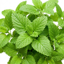 Lemon Balm Mint Plants Fresh Live Herb Plants (Set of 3 or 6)