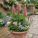 Lupin Legendary Rose Plants (Set of 3 or 6)