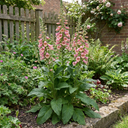 Digitalis Hanabee Pink Foxglove Plant (3L Pot)