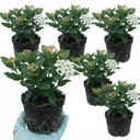 Viburnum Tinus Evergreen Privacy Hedge Plants (Set of 3 or 6)