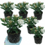 Set of 3 or 6 Viburnum Tinus Evergreen Privacy Hedge Plants, Hardy Winter Flowering Garden Shrub, Outdoor Garden Ready, 1 Litre Root-Ball