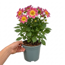 Dahlia Maggiore Fun Rose Bicolour Plant