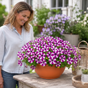 Petunia Shortcake Blueberry Live Plants