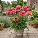 Oriental Papaver Bolero Perennial Poppy Plants