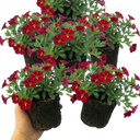 Calibrachoa Cabaret Red Kiss Plants (Set of 3 or 6)