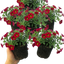 Set of 3 or 6 Large Plants - Calibrachoa Cabaret Red Kiss, Outdoor Garden Ready