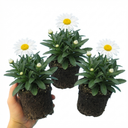 Leucanthemum Madonna White Shasta Daisy Plants (Set of 3 or 6)