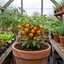 Set of 3 or 6 Large Plants - Sweet Pepper Snack Orange, Ready to Plant in Your Garden