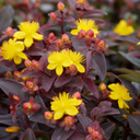 Hypericum Hidcote St Johns Wort Plants