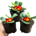 Primrose Red Plant