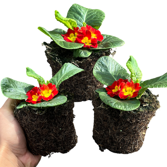 Primrose Red – Hardy Winter and Spring Bedding (Set of 3 or 6)