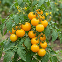 Tomato Golden Sunrise Variety Plants (Set of 3 or 6)