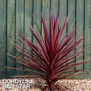 Cordyline Red Star Plant (2L Pot)