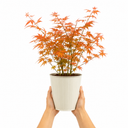 3L Orange Leaf Acer Tree, Nursery Pot, Patio Garden Pots