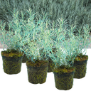 Curry Plants