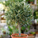 Mini Olive Tree in 1.5L Pot, 40–50cm, Nursery Pots