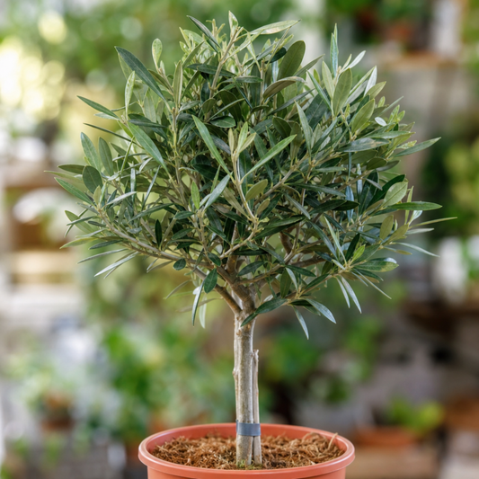 Mini olive standard with a slim trunk and rounded head of silvery green leaves in a terracotta pot
