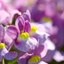 Set of 3 or 6 Large Plants - Nemesia Nuvo Pink Bicolour, Ready to Plant in Your Garden
