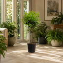 5L Bay Tree Standard, Laurus Nobilis, Nursery Pots