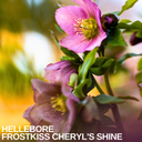 Hellebore Frostkiss Cheryl's Shine Plant (2L Pot)