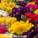 Primrose Growers Selection Plant