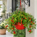 Tumbling Tom Red Trailing Tomato Plants