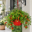 1 Tumbling Tom Red Trailing Tomato Plant, Outdoor Garden Ready, 25cm Root Ball, Hanging Basket