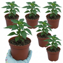 Grow Your Own Chilli Pepper Apache Plants (Set of 3 or 6)