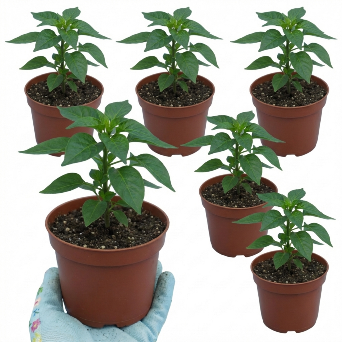 Chilli 'Apache' – Compact Chilli Pepper (Set of 3 or 6)