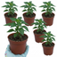 Set of 3 or 6 Large Plants - Grow Your Own Chilli Pepper Apache, Garden Ready