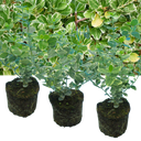 Euonymus Emerald Gaiety Plants (Set of 3 or 6)