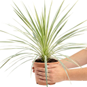 Cordyline Lime Passion Plant