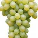 Grape Vitis Victoria White Plant (3L Pot)