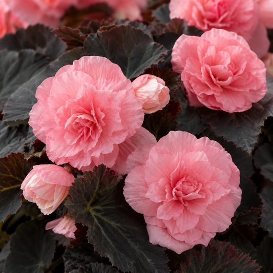 Ruffled double soft pink begonia flowers and buds above dark bronze-green lobed leaves