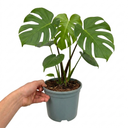 Swiss Cheese Plants