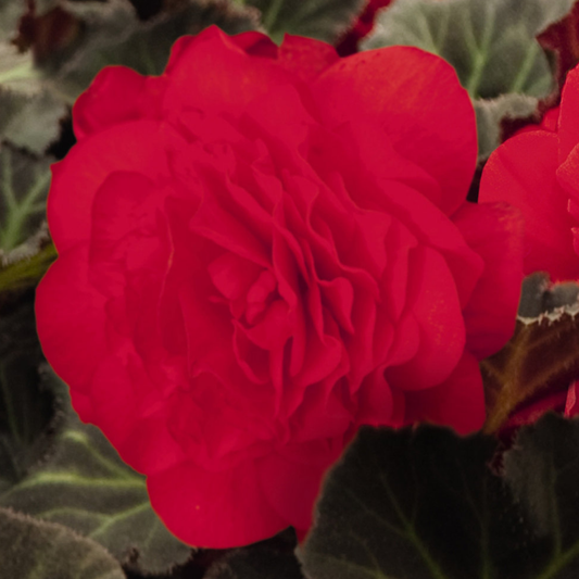 Begonia 'Mocca Cherry' – Dark-Leaved Tuberous Begonia (2L Pot)