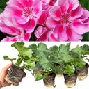 Geranium Toscana Anne Plants (Set of 3 or 6)