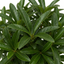 1 Pyracantha Orange Glow Firethorn Plant, Evergreen Fast Growing Climbing Hedge Shrub, 2L Root-Ball