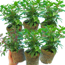 Fuchsia Diva Light Pink & Purple Plants (Set of 3 or 6)