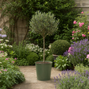 3L Olive Tree Plant, 80-100cm, Mediterranean Nursery Pots