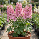 Delphinium Pixie Rose Rocket Plants