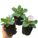Primrose Queen Lilac Picotee Plants (Set of 3 or 6)