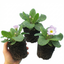 Set of 3 or 6 Primrose Queen Lilac Picotee Plants, Hardy Perennial, Spring & Autumn Flowering, Outdoor Garden Ready, 1 Litre Root-Ball