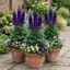 Set of 3 or 6 Delphinium Pacific Giants Black Knight Hardy Perennial Plants, Tall Cottage Garden Flowers, Outdoor Garden Ready, 1 Litre Root-Ball