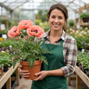 Papaver Orientale Garden Gnome Victoria Louise Plants (Set of 3 or 6)