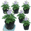 Delphinium Lilac Rose White Bee Plants (Set of 3 or 6)